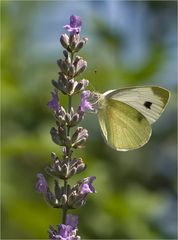 Sehnsucht nach Sommertagen