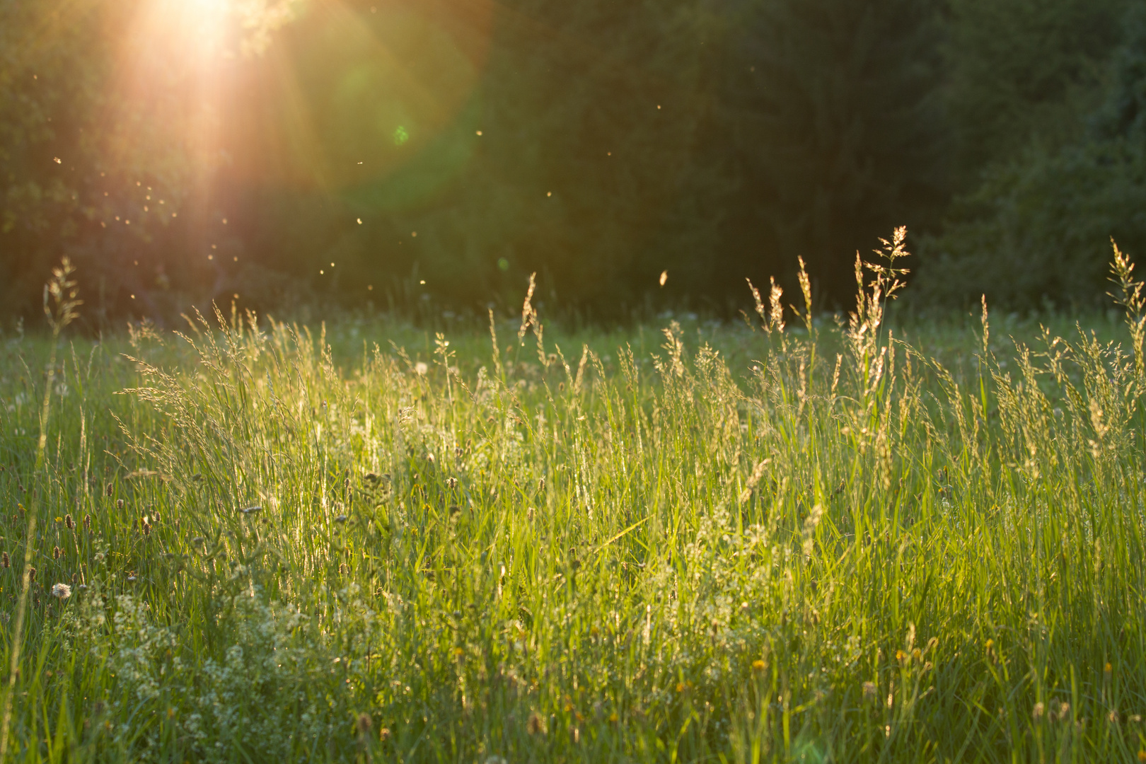 Sehnsucht nach Sonne