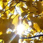 Sehnsucht nach Sonne im Herbst