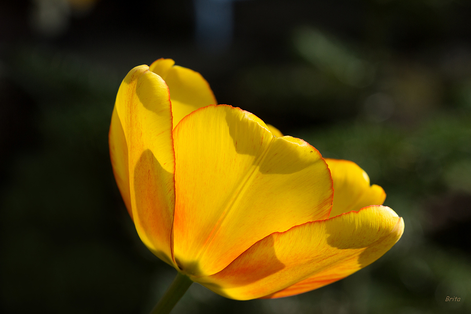 Sehnsucht nach Sonne und Frühling