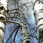 Sehnsucht wächst im Stillen