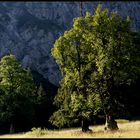 Sehnsuchtsbaum