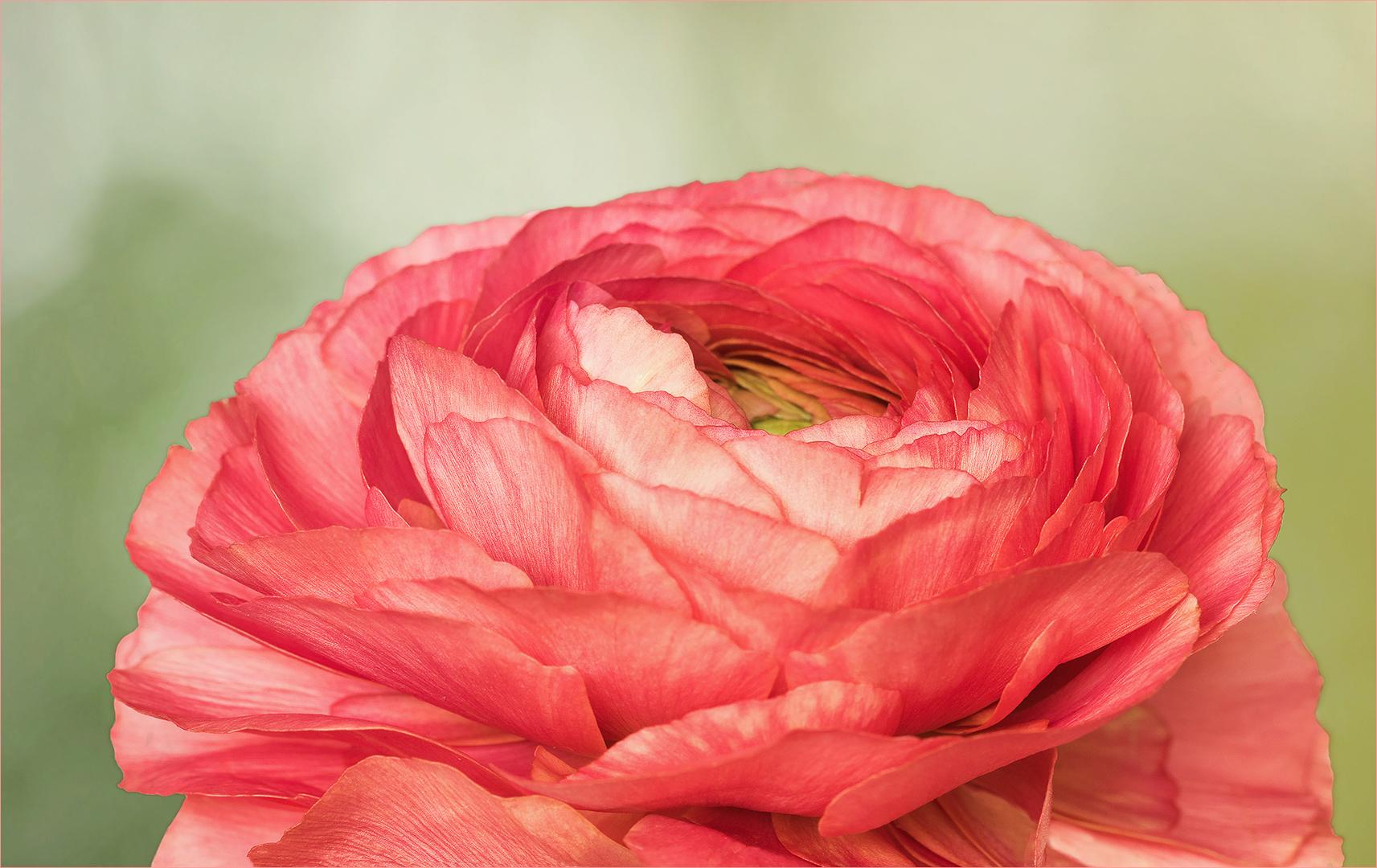 Sehnsuchtsgedanke ~ Rose des Frühlings...