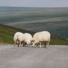 Sehnsuchtsorte 17 - die Schafe