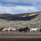 Sehnsuchtsorte 8 - ohne die Pferde wäre Island nicht vollständig :-)