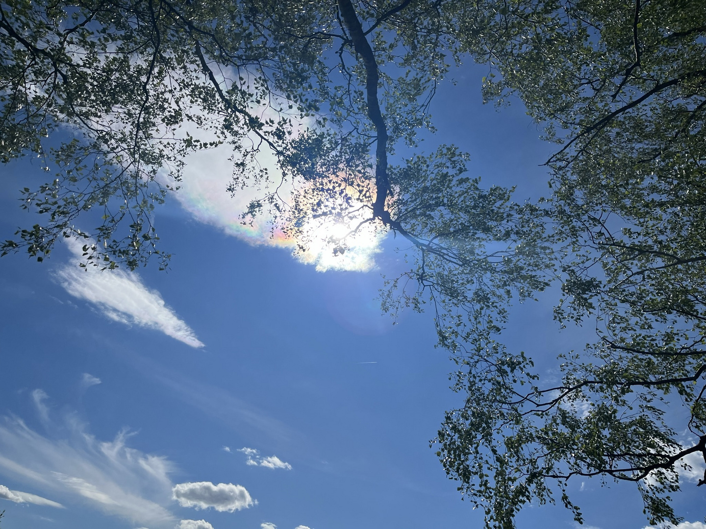 Sehnsüchtig gen Himmel geschaut 