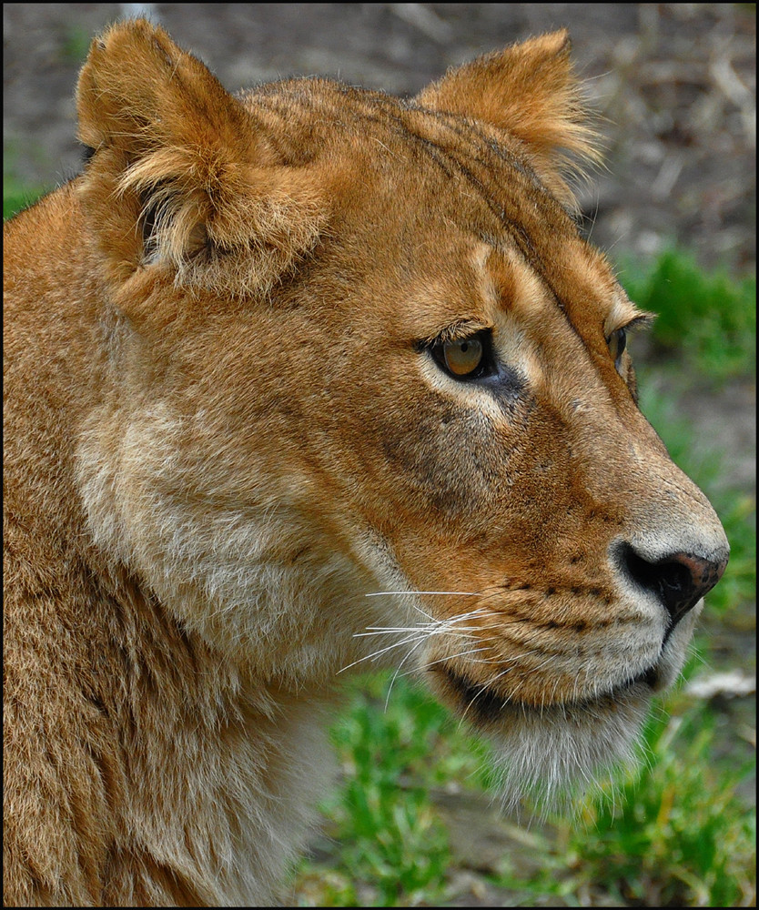 Sehnsüchtiger Blick