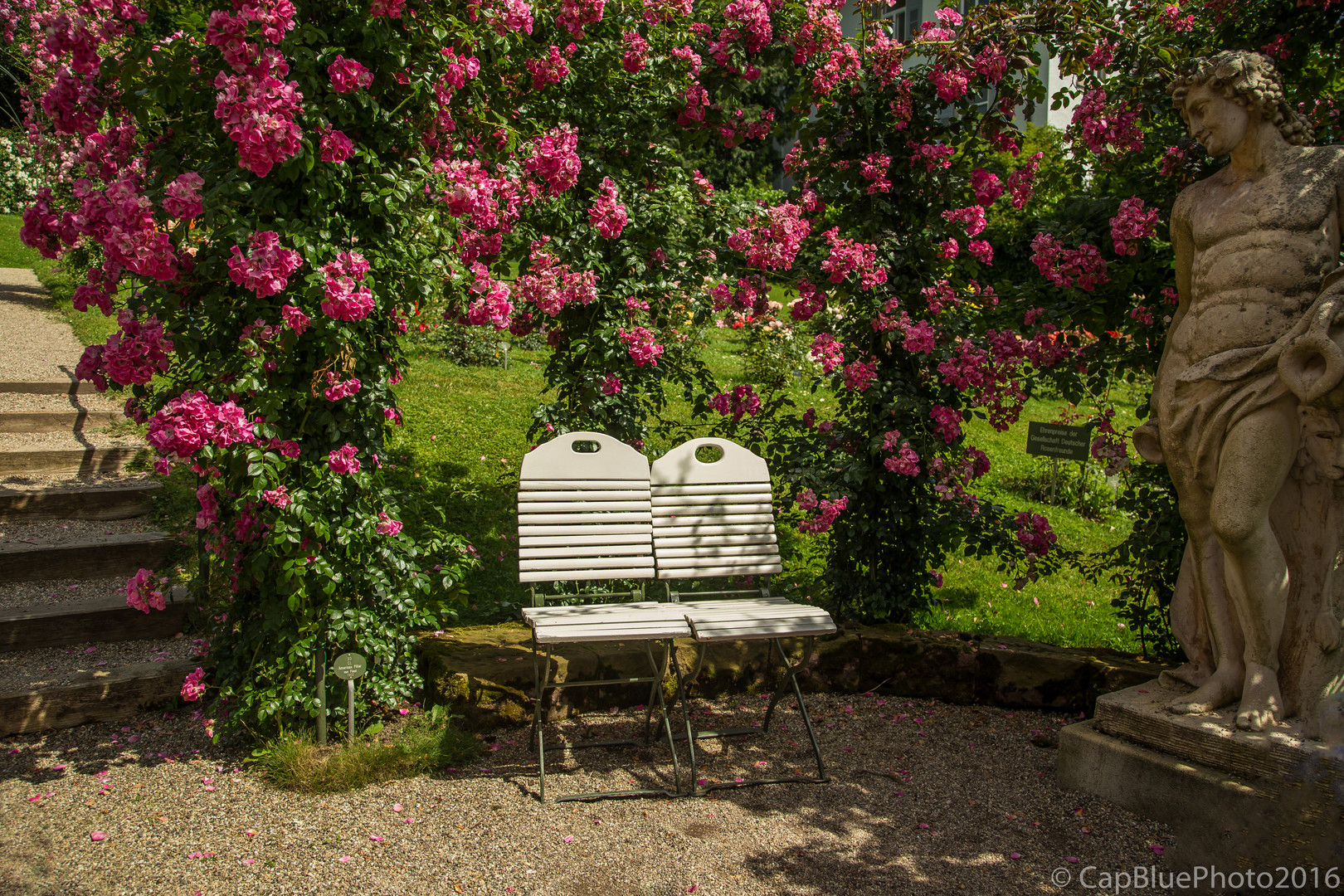 Sehnsüchtiger Blick im Rosengarten Beutig