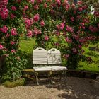 Sehnsüchtiger Blick im Rosengarten Beutig