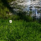 Sehnsüchtiger Blick zum Wasser