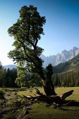 Sehr alter Ahornbaum in Tirol