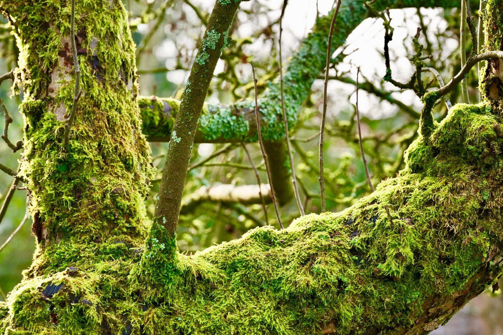 Sehr alter Apfelbaum