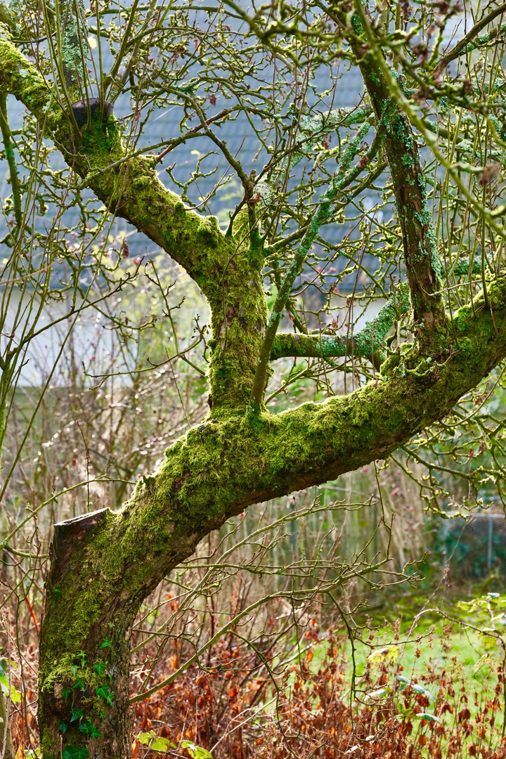 Sehr alter Apfelbaum