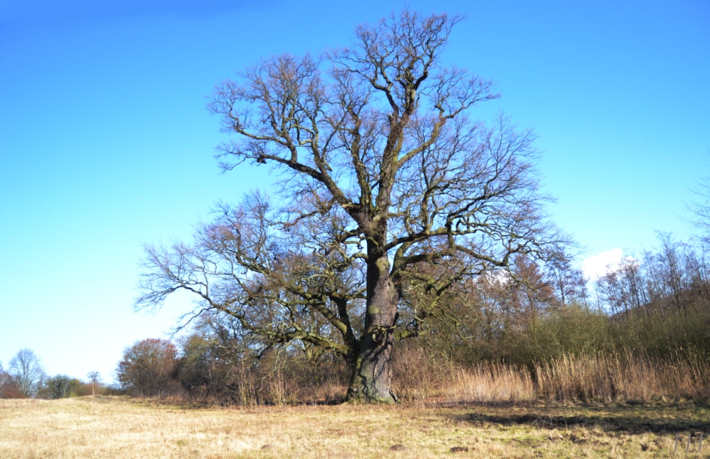 sehr alter baum