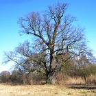 sehr alter baum