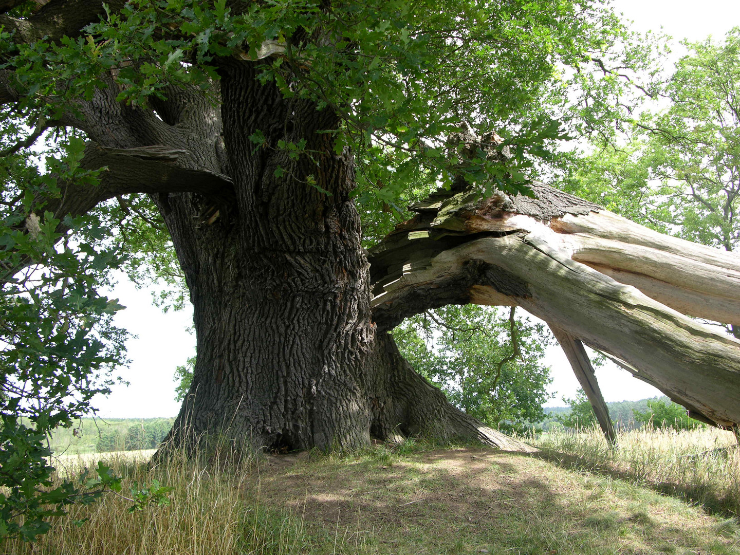 Sehr alter Baum auf Usedom...