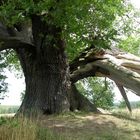 Sehr alter Baum auf Usedom...