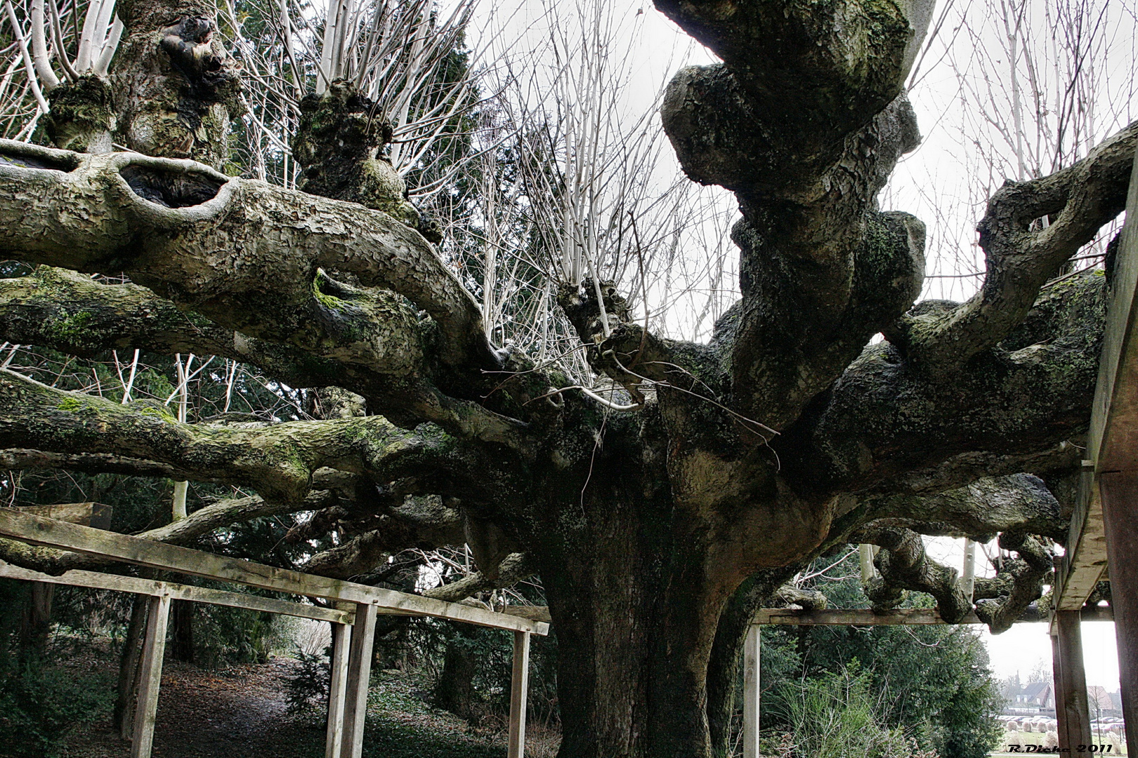 Sehr alter Baum