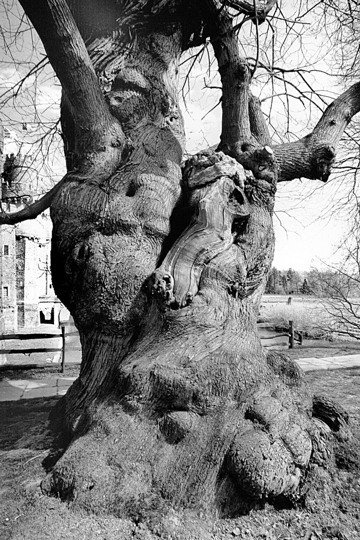sehr alter Baum (Eiche ???) England 