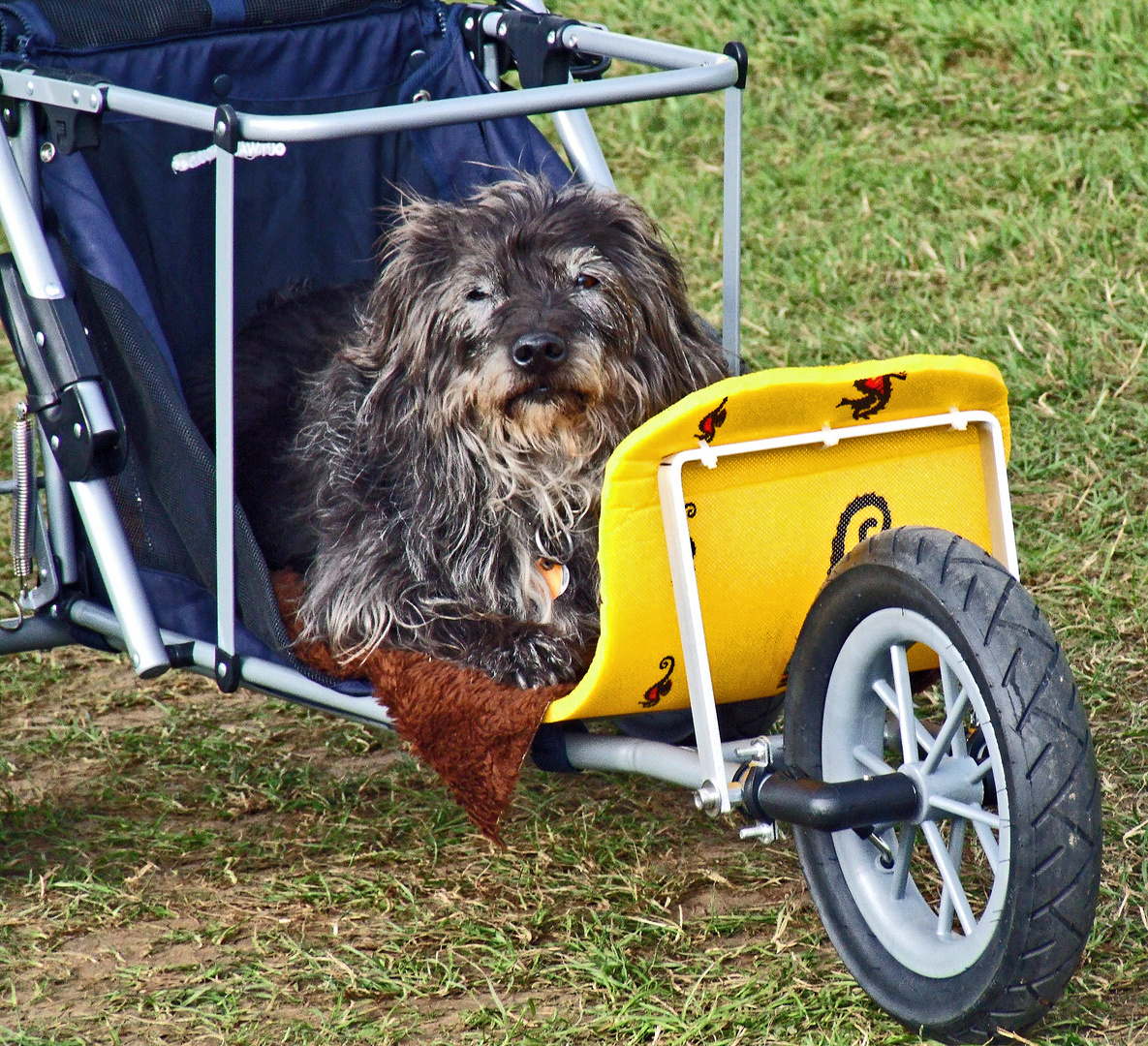hund auf fahrrad