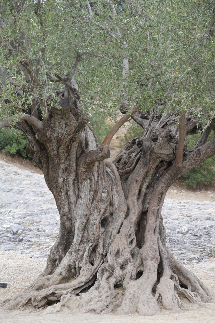 Sehr alter Olivenbaum (gesehen in Südfrankreich)