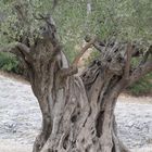 Sehr alter Olivenbaum (gesehen in Südfrankreich)