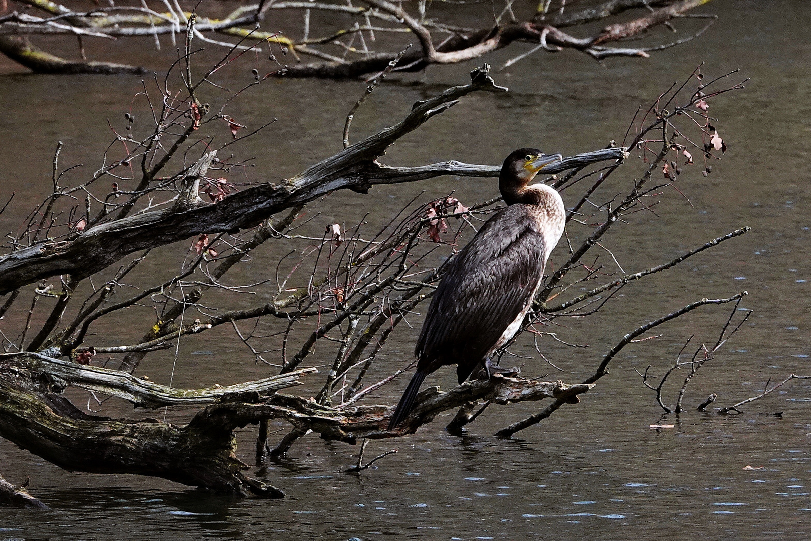 sehr aufmerksam lieber Kormoran