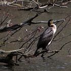 sehr aufmerksam lieber Kormoran