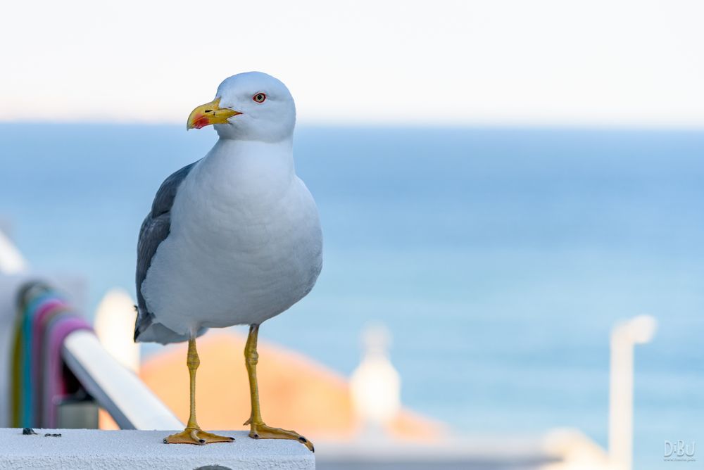 Sehr dreiste Möwe