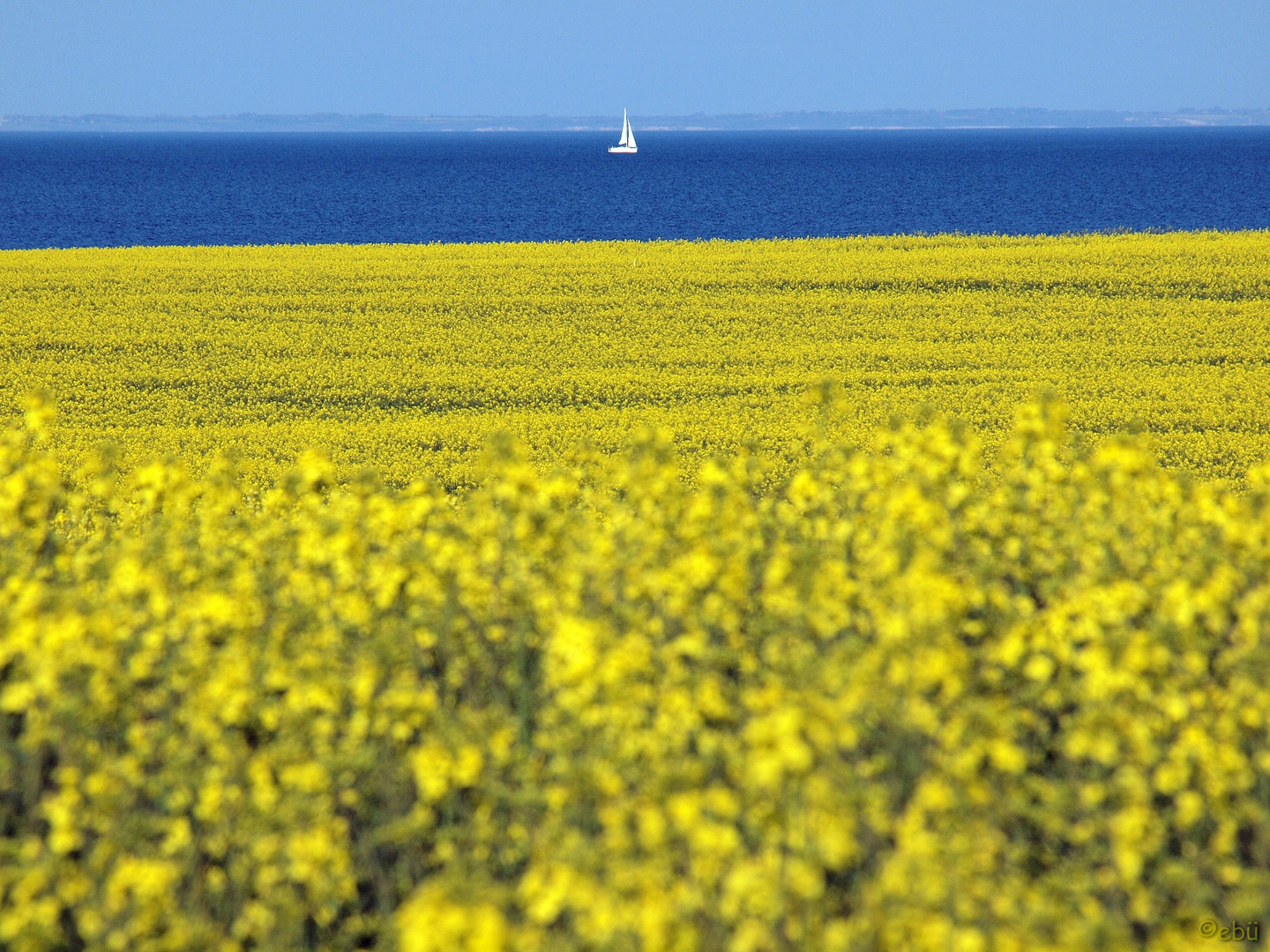 Sehr einsamer Segler auf der Schlei