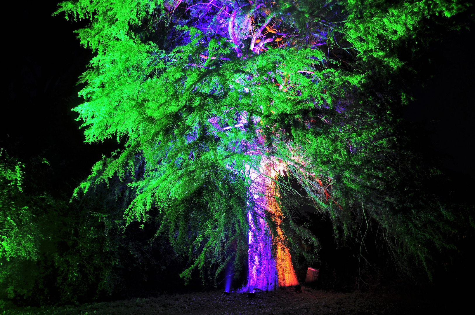 sehr emotional strahlt der Baum