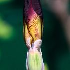 sehr feine Blattadern in der geschlossen Blüte