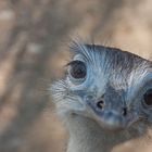 Sehr fotogene Tiere diese Strauße