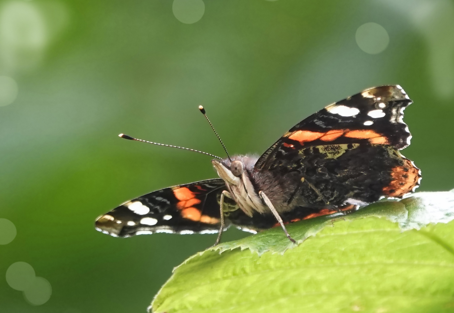 Sehr freundlicher Schmetterling...- 