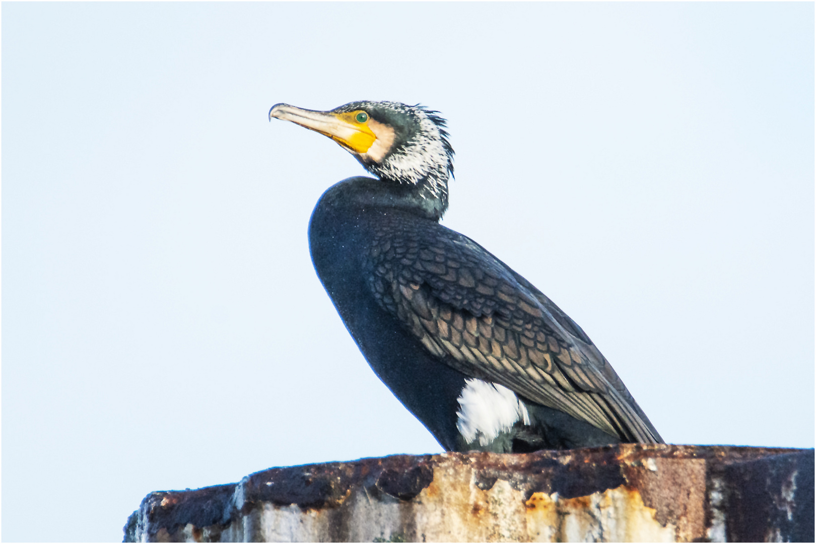 Sehr früh zeigte sich dieser Kormoran . . .