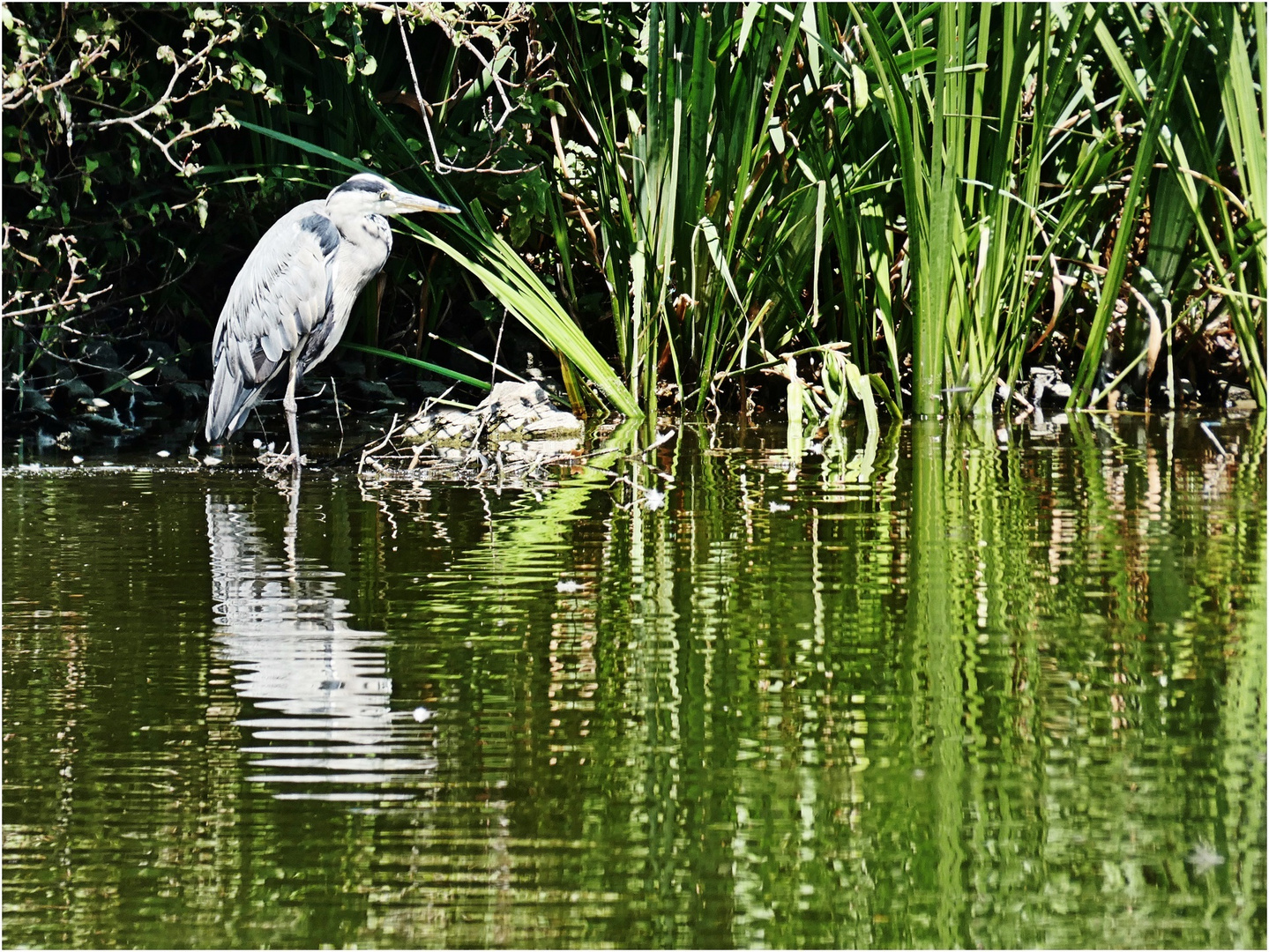 Sehr geduldig stand er im Wasser ...