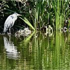 Sehr geduldig stand er im Wasser ...