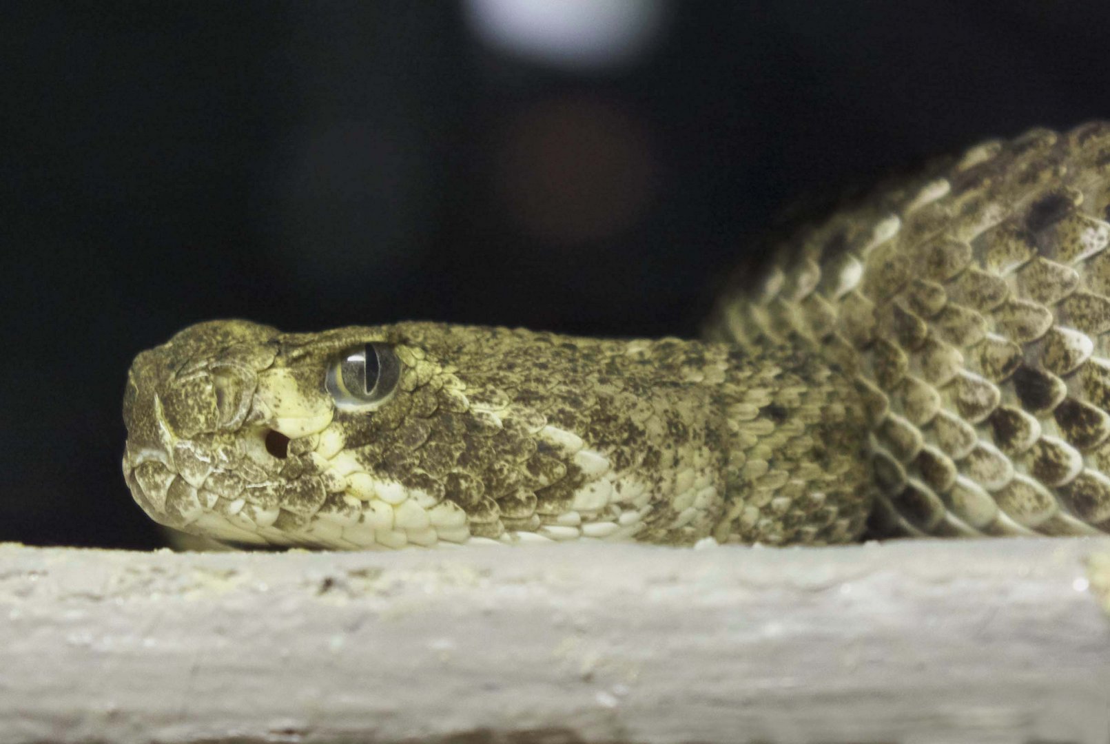 Sehr gefährlich - Texasklapperschlange, fotografiert im Regensburger Reptilienzoo