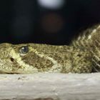 Sehr gefährlich - Texasklapperschlange, fotografiert im Regensburger Reptilienzoo