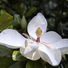 Sehr große Magnolienblüte (Magnolia grandiflora)