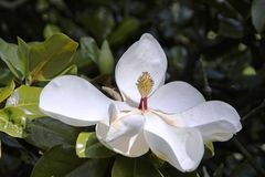 Sehr große Magnolienblüte (Magnolia grandiflora)