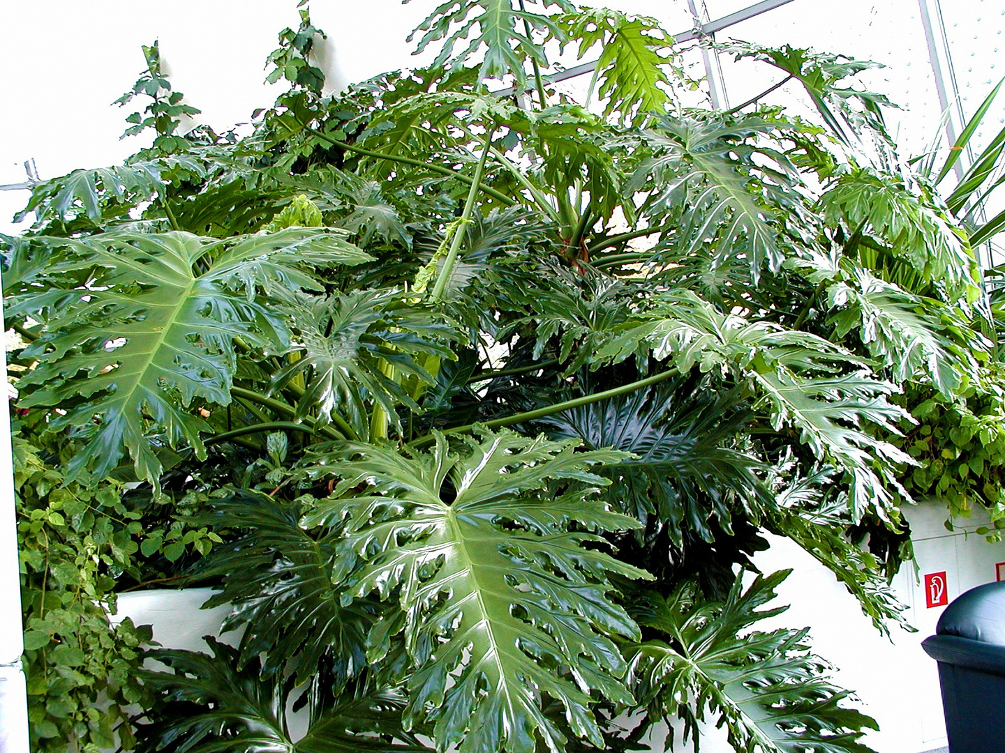 Sehr große Philodendron selloum im Gästehaus der Frankenklinik in Bad Neustadt an d.Saale