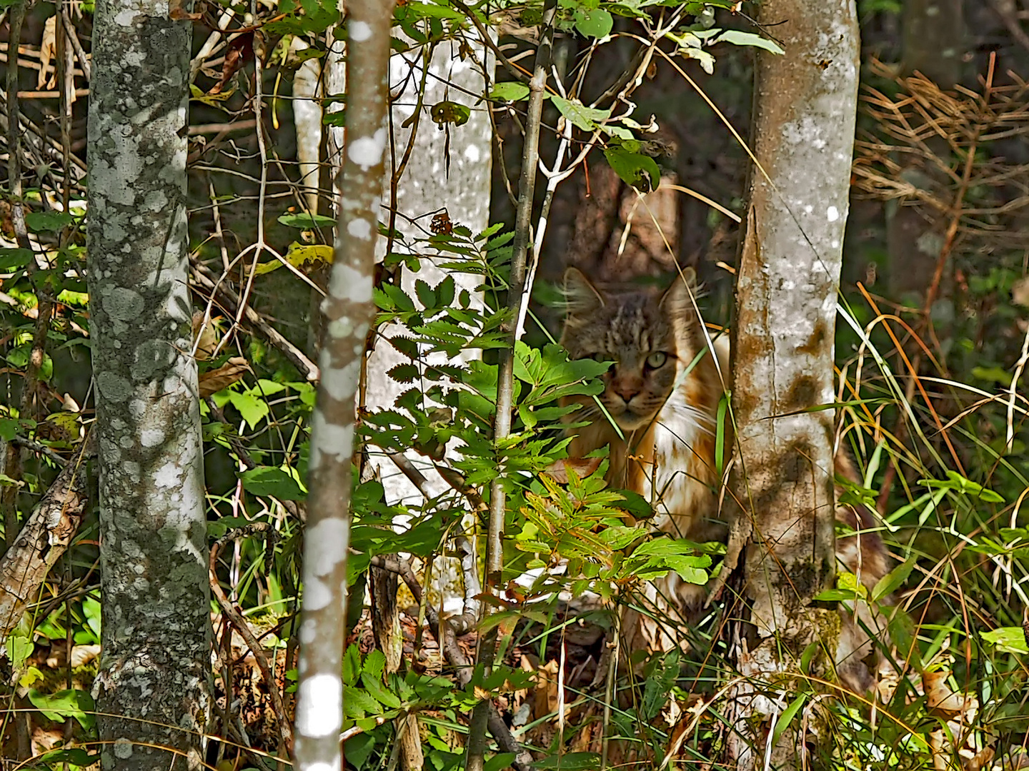 Sehr grosse Wildkatze (Felis silvestris) im Wald! - Un grand chat sauvage dans notre forêt!