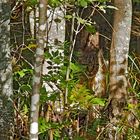 Sehr grosse Wildkatze (Felis silvestris) im Wald! - Un grand chat sauvage dans notre forêt!