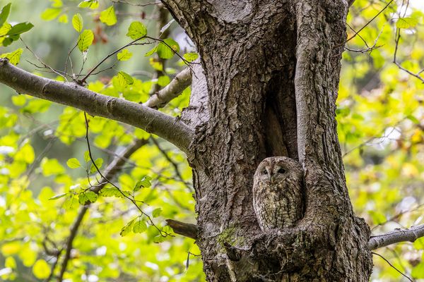 Sehr gut getarnt....