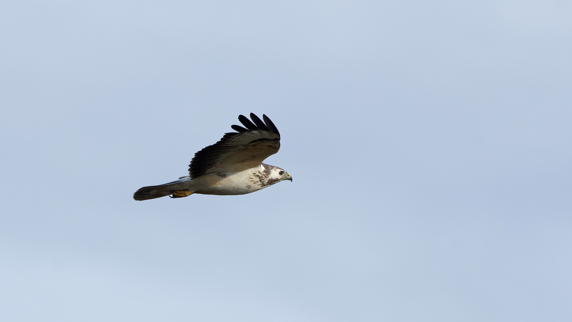 sehr heller Bussard aus bester Nähe 