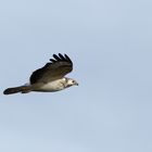 sehr heller Bussard aus bester Nähe 