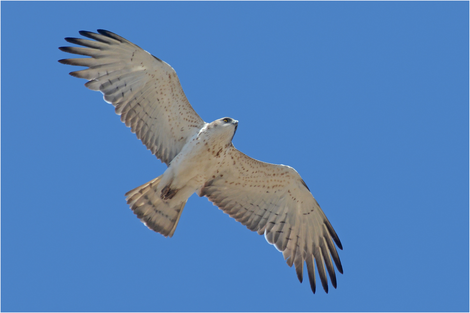 Sehr heller Schlangenadler