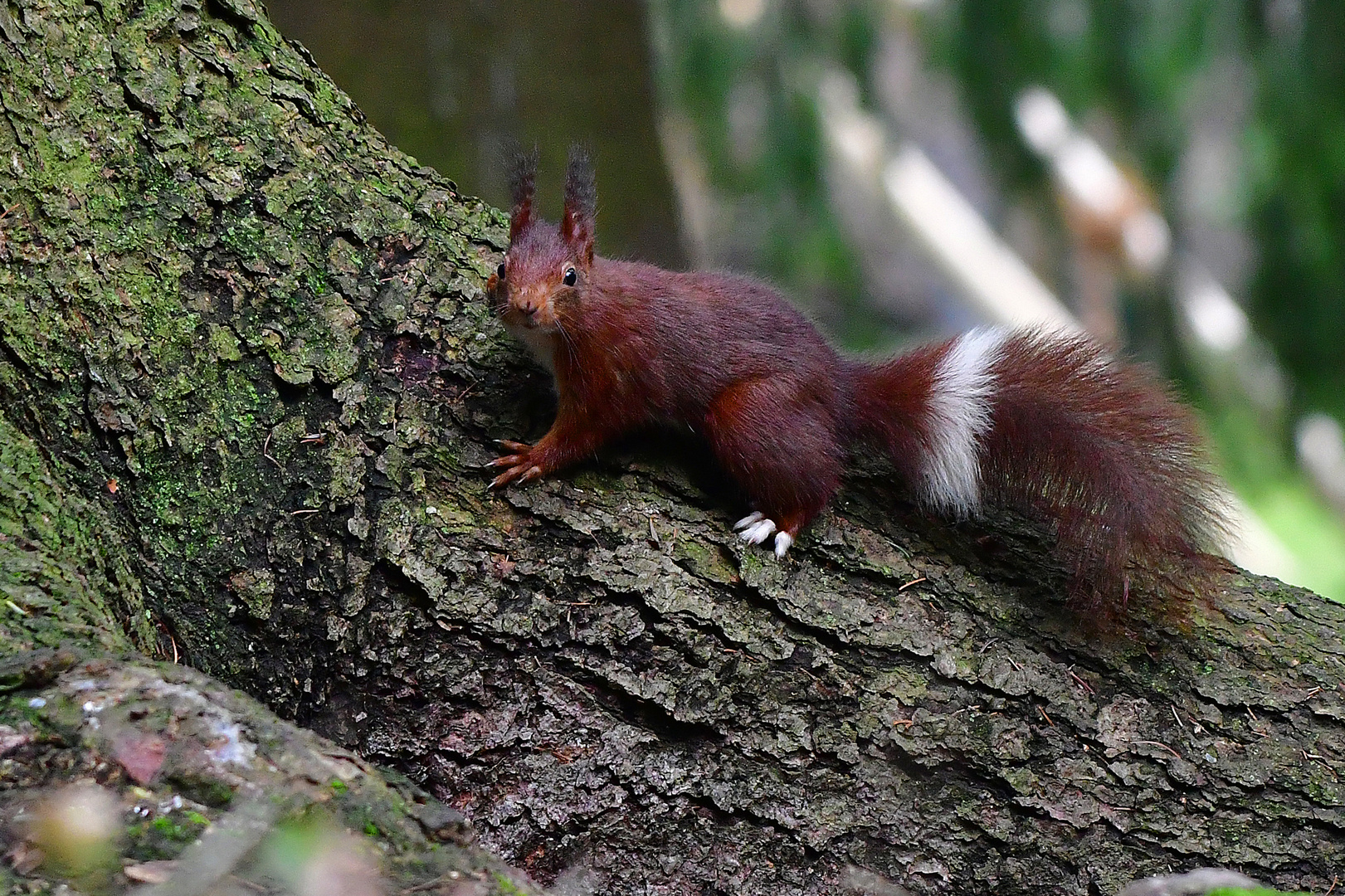 Sehr interessante Fellzeichnung Foto & Bild tiere, wildlife