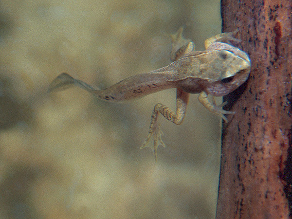 sehr junger Grasfrosch